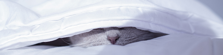 cat under the covers