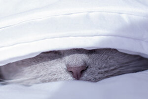 cat under the covers