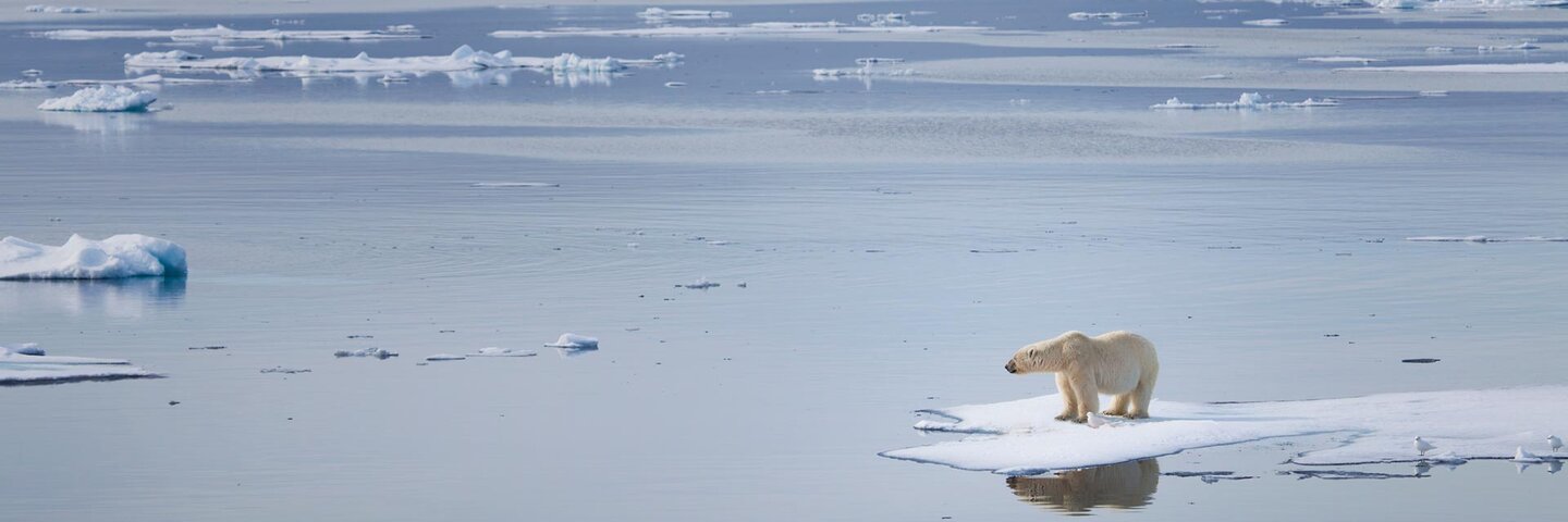 Polar bear stranded on melted iceberg.