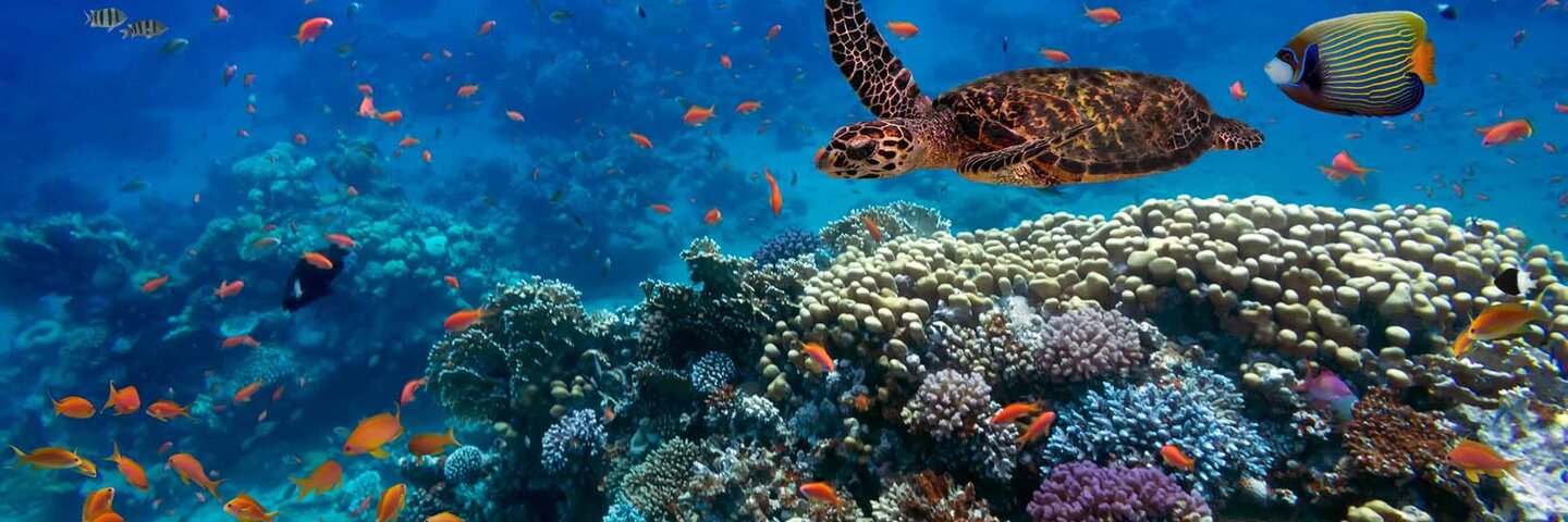 the-ocean-environment-an-ecosystem-perspective-environx14