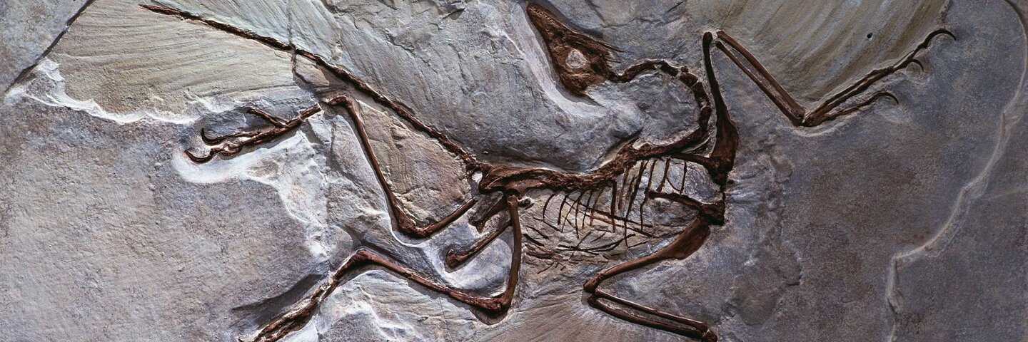 Berlin Specimen of Archaeopteryx