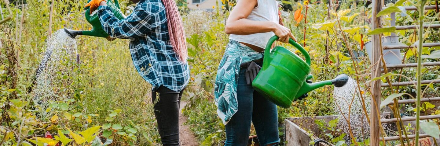 Female environmentalists watering plants while standing in urban farm